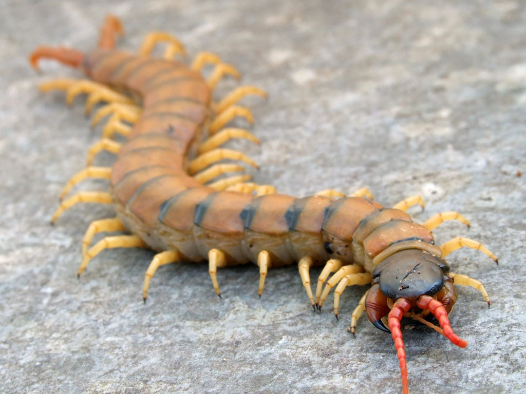 Centipedes thousand legs